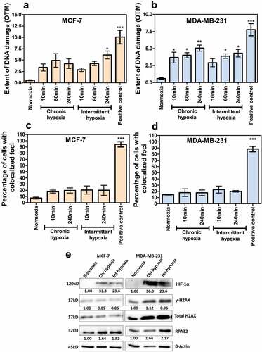 Figure 1. Chronic and intermittent hypoxia decreases the DNA damage repair capability in breast cancer cells. The extent of gross DNA damage is represented as Olive tail moment (OTM) for MCF-7 (a) and MDA-MB-231 (b) as measured by comet assay. DNA double-strand breaks were assessed by the formation of γ-H2AX/53BP-1 co-localized foci. The percentage of cells having at least one co-localized foci is plotted (c and d). The results are represented as mean ± SEM from three independent experiments. The significance is represented as P < .05 (indicated by *) for the treatment groups in comparison with the normoxia. Hydrogen peroxide treated cells (200 µM for 30 min) were used as positive control. H2AX, HIF1-α, RPA, and β-actin were analyzed through immunoblotting and the fold change is represented as values (e). Fold change in gene expression of phosphorylated H2AX was calculated by normalizing to the total H2AX and HIF1-A and RPA fold change values were calculated by normalizing to β-actin