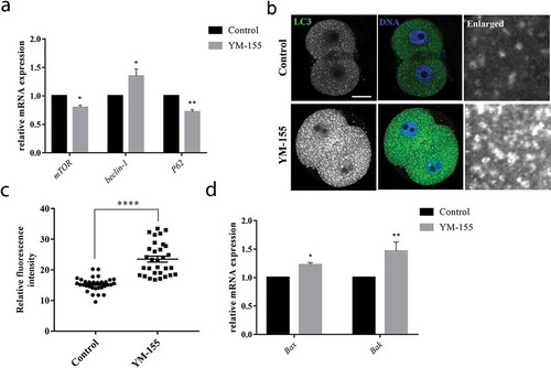 Figure 5. Inhibition of survivin induces autophagy and apoptosis during mouse early embryonic development. (a) The mRNA expression of mTOR, beclin-1 and P62 in the control group and YM-155 treatment group. mTOR and beclin-1, *Significant difference (p < 0.05); P62, **Significant difference (p < 0.01). (b) Representative images of LC3 fluorescence intensity in the control group and YM-155 treatment group. Green: LC3; blue, DNA. Bar = 20 μm. (c) The fluorescent intensities of LC3 in the control group and YM-155 treatment group. ****Significant difference (p < 0.0001). (d) The mRNA expression of Bax and Bak in the control group and YM-155 treatment group. *Significant difference (p < 0.05); **Significant difference (p < 0.01).