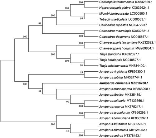 Figure 1. Maximum-likelihood phylogenetic tree established using the chloroplast genome of 24 species.