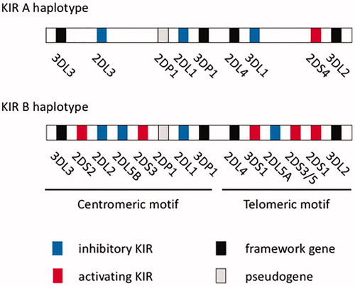 Figure 2. KIR genes contain centromeric motifs and telomeric motifs, resulting in KIR haplotypes A and B.