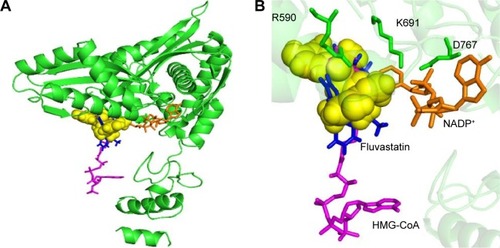 Figure 4 Representation of curcumin binding on HMGR.