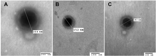 Figure 5 Transmission electron micrographs of (A) optimized GA-ANCNP, (B) optimized GA-CACNP and (C) GA-CACNP/VA (bar = 100 nm, magnification power= 60000X).