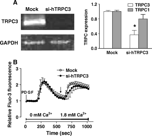 Figure 6.  Effect of reducing TRPC3 expression on the capacitative calcium entry induced by PDGF. MG-63 cells were transfected with specific siRNAs against human TRPC3 (si-hTRPC3) or with nontargeting control siRNA (Mock). (A) The expression of human TRPC1 and TRPC3 was determined after 48 h by RT-PCR and normalized according to the expression of GAPDH for three experiments. Student's t-test: *p < 0.05 compared to Mock condition. (B) Fluo3-loaded MG-63 cells transfected for 48 h with si-hTRPC3 or non-targeting control siRNA (Mock) were treated with 25 ng/ml PDGF in Ca2+-free HEPES-buffered saline solution. After PDGF-mediated intracellular Ca2+ release, Ca2+ was added (right arrow, final concentration of 1.8 mM) to the buffer alone. Each response is expressed as the mean ± SEM of the relative fluorescence intensity from at least three experiments with cumulating analysis of between 30 and 40 cells per field.