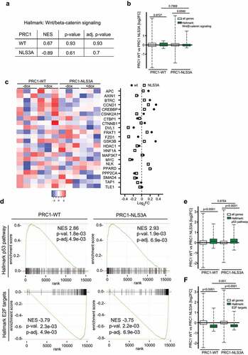 Figure 3. PRC1 does not regulate Wnt/β-catenin pathway genes in A549 cells. a) FGSEA analysis of RNA-seq data using the human hallmark gene sets from MSigDB. Ranked lists of differently expressed genes after PRC1-WT or PRC1-NLS3A expression were used. NES, normalized enrichment score (b) Boxplots showing log2 fold changes comparing differences in gene expression of the Wnt/β-catenin pathway gene set upon PRC1-WT and PRC1-NLS3A expression. All genes: n = 14.880, Wnt/β-catenin signaling: n = 36. p-values were calculated with a two-tailed Wilcoxon rank sum test (unpaired samples). c) Heatmap and Log 2-fold expression of 22 Wnt signaling pathway genes after expression of PRC1-WT or PRC1-NLS3A. d) FGSEA analysis was performed using the human hallmark gene sets from MSigDB and ranked lists of differently expressed genes after PRC1-WT or PRC1- NLS3A expression. Enrichment plots of hallmark p53 pathway and E2F targets are shown. NES, normalized enrichment score E) F) Boxplots comparing Log2 fold changes (FC) in p53 pathway (e) and E2F target (f) gene expression between PRC1-WT and PRC1-NLS3A. All genes: n = 14.880, p53 pathway: n = 176, E2F targets: n = 195. p-values were calculated with a two-tailed Wilcoxon rank sum test.