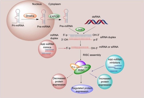 Figure 6 miRNA and siRNA mechanism. miRNA is first transcribed in the nucleus as primary miRNA and then is activated by the RNase III Drosha to create precursor miRNA. The siRNA mechanism starts from dsRNA being transferred into cytoplasm. miRNA mimic involves the reintroduction of a tumor suppressor miRNA to restore a loss of function. Anti-miRNA traps the endogenous miRNA in a configuration that is unable to be processed by RISC.