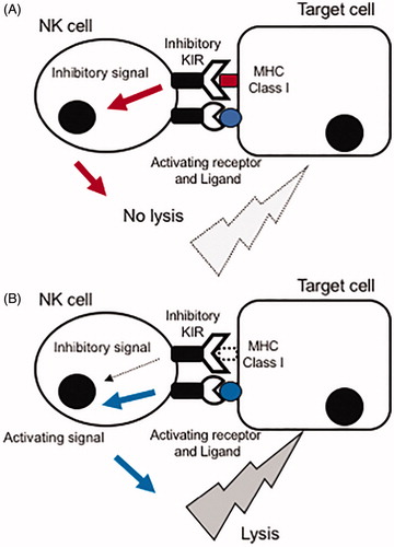 Figure 1. NK cells do not damage cells expressing self MHC class I (A), whereas they damage cells deficient in or with reduced expression of MHC class I (B：missing self, modified from Reference [Citation36]).