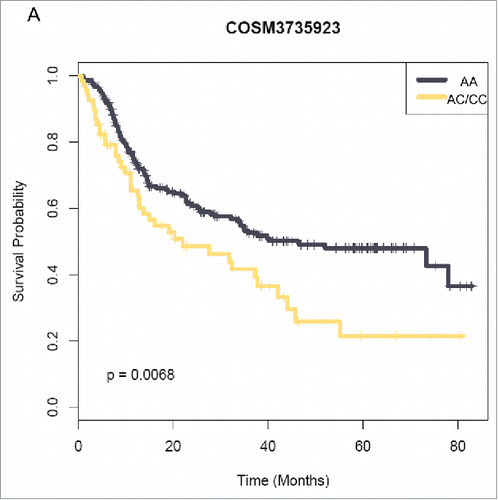 Figure 4. MTHFR(1286A>C) correlates with a poor prognosis in Chinese glioma patients. Kaplan–Meier curves estimate the recurrence-free survival rates.