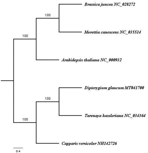 Figure 1. Parsimony Inference (MP) phylogenetic tree of D. glaucum and other species based on complete chloroplast genome sequence. Numbers in the nodes represent maximum parsimony (MP) values.