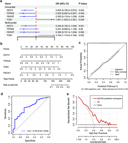 Figure 4 Construction of an individualized predictive model for aGVHD. (a) Univariate and multivariate logistic regression analyses of relationship between four genes in P53 pathway and aGVHD development. OR, odds ratio, calculates the relationship between each gene in P53 pathway and the likelihood of aGVHD occurrence. OR smaller than one implies aGVHD has fewer odds of happening with high expression of genes in P53 pathway. The blue dots represent OR values, which may not be seen if it exceeds the range of ruler below. The blue lines represent 95% CI of OR. (b) Nomogram depicting the prediction of aGVHD occurrence. The aGVHD nomogram consists of four P53 pathway genes, namely, DDIT3, TPRKB, TOB1 and FBXW7. The expression value of each gene can match a point on the top. For an individual patient, the total points of four genes correspond to the risk of aGVHD. (c) Calibration curve of nomogram for aGVHD prediction. The concordance between lines Apparent and Ideal implies the congruence between actual and ideal nomogram. (d) The ROC curves and (e) DCA of the diagnostic efficacy verification. During DCA, it represents a good clinical value when the interested curve (marked in red) lies in the upper right quadrant formed by the other two curve.