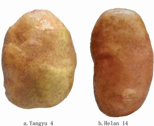 Figure 1. Two varieties of potatoes.