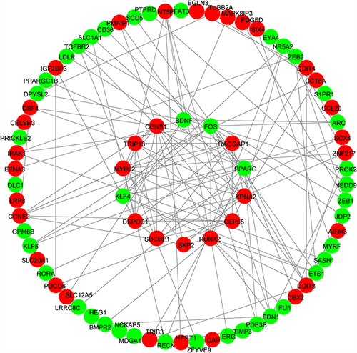Figure 5 The protein–protein interaction network of DETGs. The small circle represents hub-genes. The red color represents up-regulated genes. The green color represents down-regulated genes.