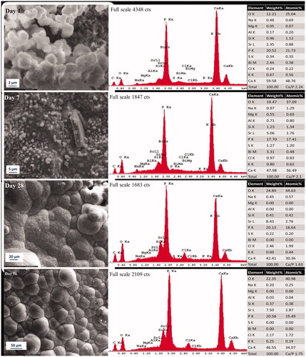 Figure 3. Representative morphologic characterization of precipitations formed over high fluoride Protooth surface immersed in PBS during 56 days. EDX spectrum was obtained from the precipitates in the field of view. Semiquantitative chemical composition presented in the table shows their Ca/P molar ratio.