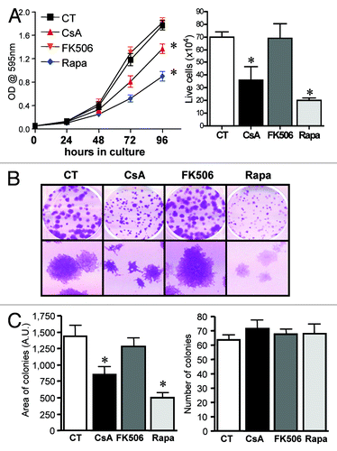 Figure 1. CACO-2 cells are sensitive to CsA but not FK506 in culture. (A) CACO-2 ,cells were cultured in the presence of CsA (2 μM), FK506 (2 μM) or Rapa (20 nM) for 4 d. At each time point samples were fixed and stained with violet crystal (left panel), or at 96 h of culture cell were trypsinized and counted (trypan blue-negative cells; right graph). Results are the mean of three to 17 independent experiments. * marks p < 0.05 when compared with CT group. (B) Clonogenic assay of CACO-2 cells cultured in the presence of specific inhibitors as in panel A. Results are representative of seven independent experiments. (C) Quantification of colony number and area from experiment shown in B. Results are the mean of 12 independent experiments. * marks p < 0.05 when comparing to CT group. (D) Colon carcinoma cell lines were cultured in the presence of indicated inhibitors at concentrations depicted in panel A for 96 h and stained with violet crystal. Results are the mean of three to six independent experiments. * marks p < 0.05 when comparing to CT group. (E) Clonogenic assay of colon carcinoma cell lines cultured in the presence of specific inhibitors as in (B). Results are representative of three independent experiments.