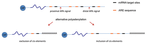 Figure 3 Schematic diagrams of cis-acting RNA sequences at the 3′UTR involved in polyadenylation/deadenylation processes. The selection between the proximal or distal alternative polyadenylation signals leads to the exclusion or inclusion of cis-acting RNA sequences, such as miRNA target sites and ARE, that could mediate polyadenylation/deadenylation processes.