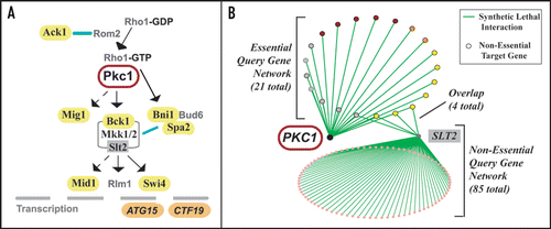 Figure 1 The synthetic genetic interaction network around PKC1 identified components of the CWI pathway and is distinct from the network around SLT2, encoding a non-essential component of the pathway. (A) Simplified schematic of the CWI pathway indicating where the products of nine of the 21 genes that are synthetic lethal with PKC1 lie in the pathway. Known or newly confirmed components are in yellow. Transcriptional targets are shown in orange. Protein protein interactions are indicated by blue lines. Filled arrows indicate direct activations: dashed arrows indicate indirect activations. (B) Schematic indicating the extent of overlap between the hypomorphic-null synthetic lethal network around PKC1 and the null-null network around the non-essential SLT2, encoding a key downstream component of the pathway (A). The network around SLT2 is derived predominantly from data from systematic screens.Citation3 Yellow and orange target genes are as for (A) above. Purple target gene products are implicated as acting in the CWI pathway via epistasis analysis alone.Citation10