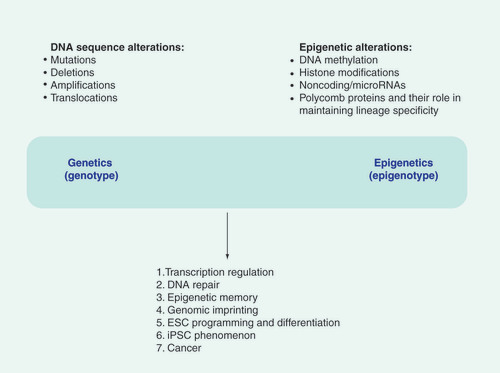 Figure 1. Epigenetic modifications in vivo.ESC: Embryonic stem cell; iPSC: Induced pluripotent stem cell.