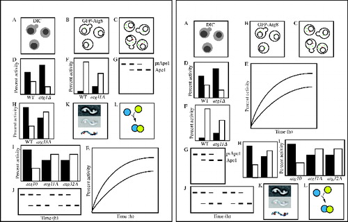 Figure 10. Consecutive placement of panels. Although the panel presentation on the left uses the space slightly more efficiently, it is not appropriate because the panels are not presented in a consecutive manner (as is the case with those on the right).