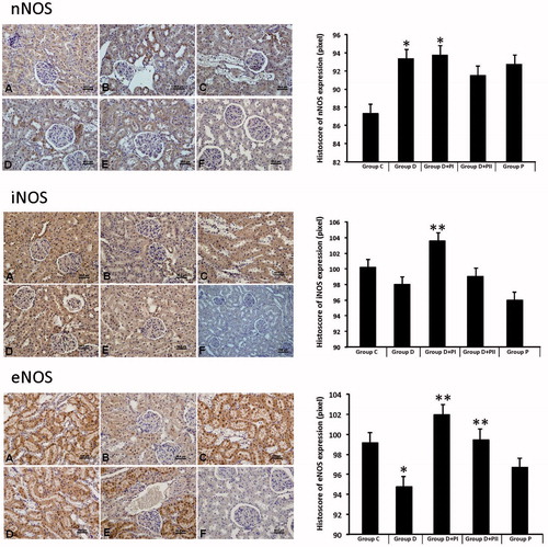 Figure 2. Immunohistochemical localization and histoscore of neuronal, inducible and endothelial NOS expression of the kidney tissue are seen in the different groups (A) Group C, (B) Group D, (C) Group D + PI, (D) Group D + PII, (E) Group P, and (F) Negative controls.