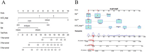 Figure 2. (A) Nomogram for predicting 1-, 3- and 5-year OS in cervical mucinous adenocarcinoma patients. (B) An example of how to use nomogram for cervical mucinous adenocarcinoma patients. futime: survival time(months).