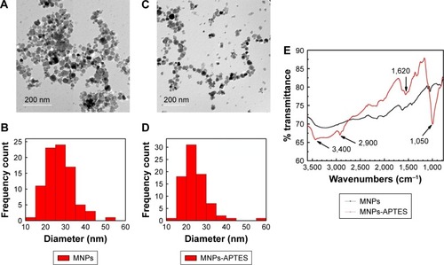 Figure 2 Characterization of the MNPs and MNPs-APTES using TEM and FTIR.Notes: (A) TEM images of magnetic nanoparticles. (B) Size distribution analyzed from TEM images of MNPs. (C) TEM images of APTES-functionalized MNPs. (D) Size distribution analyzed from TEM images of APTES-functionalized MNPs. (E) The FTIR spectra of as-synthesized MNPs and MNPs-APTES.Abbreviations: APTES, aminopropyl triethoxy silane; FTIR, Fourier transform infrared; MNPs, magnetic nanoparticles; TEM, transmission electron microscopy.