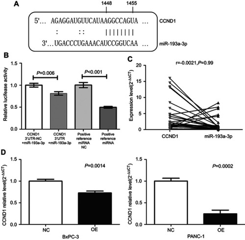 Figure 8 The relationship between miR-193a-3p and CCND1. (A) Base-complementing sequences of miR-193a-3p and CCND1. (B) Relative luciferase activity in cells with CCND1 3ʹUTR+miR-193a-3p was reduced compared to cells with CCND1 3ʹUTR-NC+miR-193a-3p. The relative luciferase activity in the group of positive reference miRNA was lower than in the group of positive reference miRNA NC. (C) Negative correlation between miR-193a-3p and CCND1 in FFPE PDAC tissue. (D) Reduced expression of CCND1 in the two cell lines after the overexpression of miR-193a-3p.Abbreviations: NC, negative control; OE, the overexpression of miR-193a-3p; FFPE, formalin-fixed paraffin-embedded.