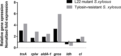 Figure 6 Changes in resistant proteins at mRNA level of L22 (rplV) mutant S. xylosus, including thioredoxin (trxA), 50S ribosomal protein L23 (rplW), aldehyde dehydrgenase (aldA-1), chaperonin (gros), L-lactic dehydrogenase (ldh), and chloramphenicol-resistant protein (cl).