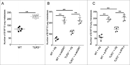 Figure 6. TLR3 participates in the control of metastasis in a NK cell- and IFNγ-dependent manner. (A-C) Wild-type (WT) and Toll-like receptor 3 null (Tlr3−/−) mice were challenged i.v. with B16F10 melanoma cells. For some experiments, mice were treated with natural killer (NK) cell-depleting anti-asialo-GM1 antibodies (B) or blocking antibodies against IFNγ (C). Symbols represent the number of lung metastases for individual mice 14 d following tumor inoculation. The Mann-Whitney test was used to compare differences between mice; **P < 0.01).