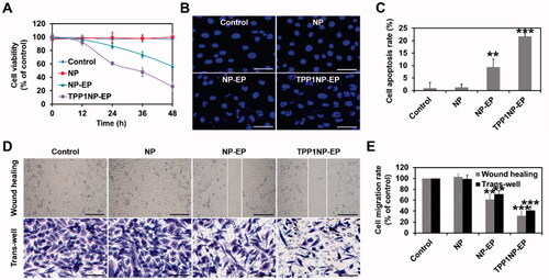 Figure 4. Anti-tumor effect of nanocomplexes in vitro evaluated on NCI-H69 cell lines. (A) Cell viability of NCI-H69 cells post treatment of NP, NP-EP, and TPP1NP-EP. The cells only incubated with medium were used as the control group. (B) Qualitative analysis of cell apoptosis induced by different nanocomplexes. The bar represents 100 μm. (C) Quantitative analysis of cell apoptosis rate induced by different nanocomplexes. (D) Lateral migration and vertical migration ability of NCI-H69 cells post different treatments determined by the wound-healing assay and trans-well assay, respectively. The bar represents 100 μm. (E) Semi-quantitative analysis of migration rate of NCI-H69 cells post different treatments. **p<.01, and ***p<.001 indicate the statistical difference versus control group.