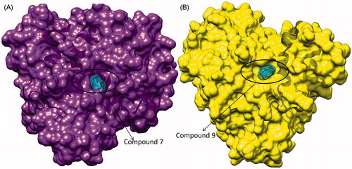 Figure 4. (A) Surface view of interaction of compound 7 to the binding groove of HDAC-1 enzyme and (B) surface view of interaction of compound 9 into the binding groove of HDAC-1enzyme.