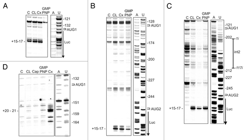 Figure 6. The analysis of ribosomal complexes paused on model mRNAs containing different variants of the p53 5′-terminal region. The toe-printing of 48S and 80S initiation complexes formation in RRL with P1-p53-Luc (A), P1-ΔNp53-Luc (B and D) and P1-ΔNp53(int2)-Luc (C) mRNAs. For (A–C), toe-printing reactions were performed with the 5′-end-radiolabeled primer annealed to the luciferase coding sequence downstream of the AUG2 codon and the primer was elongated by AMV reverse transcriptase. For (D), the toe-print for AUG1 was generated with Superscript III reverse transcriptase and with the primer annealed to nucleotides 232–257 within the p53 5′-terminal region. Lane - Cap demonstrates inhibition of initiation complex assembling at the final concentration of 2 mM m7GpppG cap analog. The products of primer extension inhibition were resolved on 8% polyacrylamide gels in denaturing conditions. Positions of the AUG initiation codons and toe-print bands are marked on the autoradiograms. C and CL denote control reactions in water and RRL respectively, when GMP-PNP and Cx were omitted. A dideoxynucleotide sequence ladder was generated with the same primers as those used in the toe-printing reactions.