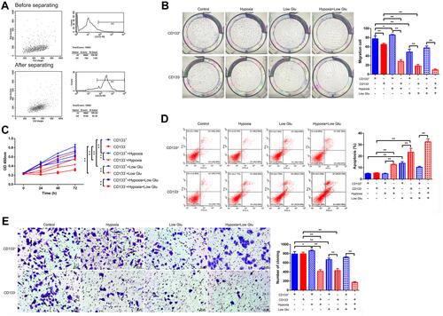 Figure 1 Proliferation, migration, and apoptosis of stressed CD133+ Tu212 laryngeal carcinoma stem cells. (A) CD133+ Tu212 cells were isolated and the percentages of CD133+ cells before and after purification were determined by flow cytometry. (B-E) Tu212 cells were subjected to hypoxia or low glucose, singly or in combination. Proliferation as evaluated using a colony-formation assay (B) and a CCK-8 assay (C). (D) Apoptosis as assessed by Annexin V-PI staining and flow cytometry. (E) Cell migration as determined using a Transwell assay. Data are means ± SDs and are representative of at least three independent experiments. *P < 0.05; **P < 0.01; two-tailed unpaired Student’s t-test.