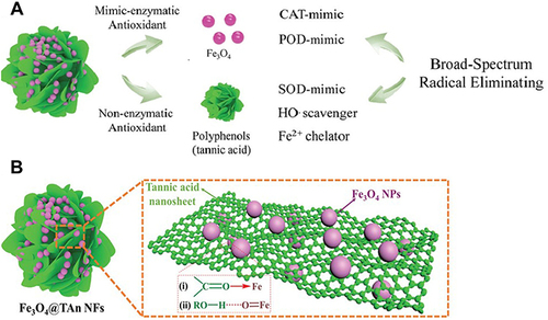 Figure 1 Iron oxide nanozyme and nonenzymatic antioxidant constructed a nanoplatform to mimic the antioxidant defense system. (A) The antioxidant ability of Fe3O4 @ TAn NFs. (B) Schematic illustration of the petal structure of Fe3O4@TA1.0 NFs. Reproduced with permission from Wei Z, Wang L, Tang C et al. Metal-phenolic networks nanoplatform to mimic antioxidant defense system for broad-spectrum radical eliminating and endotoxemia treatment. Adv Funct Mater. 2020;30(49). Copyright (2020) John Wiley and Sons.Citation40