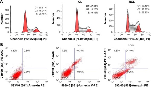 Figure 5 The mechanism of RCL inhibition of U251MG cells growth. (A) Cell cycle distribution and (B) apoptosis of U251MG cells after CL and RCL treatment. RCL promotes apoptosis more than CL.Abbreviations: CL, curcumin liposome; RCL, RDP-modified curcumin nanoliposomes.
