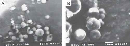 Figure 1.  Scanning electron micrograph (SEM) of TA-loaded chitosan microspheres. (a) TA microspheres (10:1), (b) TA microspheres (5:1).