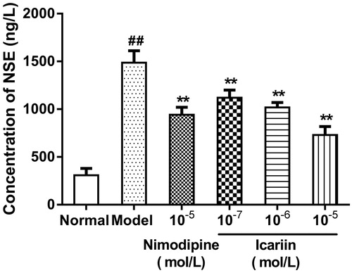 Figure 5. Effect of icariin on NSE levels in OGD-treated PC12 cells. Model control cells were treated with 2 h OGD. The treated cells were incubated with icariin(10−7, 10−6 or 10−5 mol/L) or nimodipine (10 μmol/L) 1 h before OGD and 2 h throughout OGD. Normal control cells were incubated in a regular cell culture incubator under normoxic conditions. After these treatments, NSE levels in cell supernatant fluid was analyzed using ELISA assay. Mean ± SD for six samples. ##p < 0.01 vs normal control group. **p < 0.01 vs model control group.