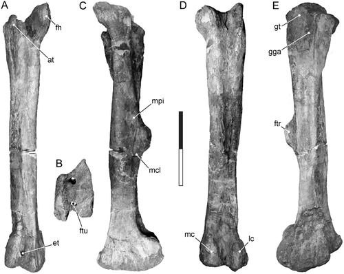 FIGURE 10. Tanius sinensis holotype right femur (PMU 24720/27) in A, anterior, B, distal articular, C, medial, D, posterior, and E, lateral views. Scale bar equals 200 mm. Abbreviations: at, anterior trochanter; et, extensor tunnel; fh, femoral head; ftu, flexor tunnel; ftr, fourth trochanter; gt, greater trochanter; gga, groove separating the greater and anterior trochanters; lc, lateral condyle; mc, medial condyle; mcl, m. caudofemoralis longus insertion; mpi, m. puboischiofemoralis internis insertion.