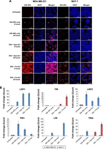 Figure 2 Internalization efficacy of silk + bLf NPs in breast cancer cells.Notes: (A) Confocal images revealed that void NPs failed to significantly internalize in both MDA-MB-231 and MCF-7 cells. Silk + Apo-bLf showed comparatively higher internalization than silk + Fe-bLf in both MDA-MB-231 and MCF-7 cells. However, MDA-MB-231 cells showed significantly higher uptake of NPs than MCF-7 cells. (B) The gene expression of receptors revealed enhanced expression of LRP1, LRP2, LfR, and TfR1 in MDA-MB-231 cells, while only TfR1 and TfR2 were found to be upregulated in MCF-7 cells.Abbreviations: DAPI, 4′6-diamidino-2-phenylindole; NPs, nanoparticles; bLf, bovine lactoferrin; Apo-bLf, apo-bovine lactoferrin; Fe-bLf, iron-saturated bovine lactoferrin; LRP, lipoprotein receptor-related protein; LfR, lactoferrin receptor; TfR, transferrin receptor.