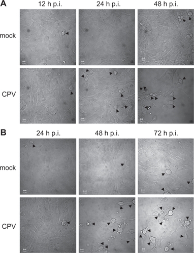 Figure 1 Morphological changes of CPV-infected cells. Differential interference contrast microscopy pictures of mock- and CPV-infected cells. (a) NLFK cells at 12 hours, 24 hours, and 48 hours post infection. (b) A72 cells at 24 hours, 48 hours, and 72 hours post infection. Arrowheads point to rounded cells. Bars 10 μm.