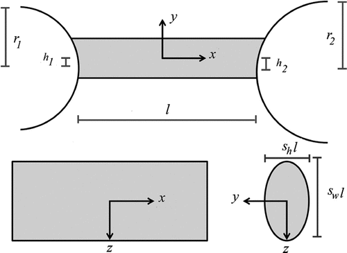 Figure 2. Cross-sections of a bone–ligament–bone complex in the three Cartesian planes. Seven random variables represented ligaments of various sizes, proportions and shapes.