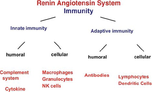 Figure 1. Surprisingly, the renin-angiotensin-aldosterone system touches on all aspects of innate and acquired immunity, including antibody formation. Complement, various immune cells, affectors, and effector mechanisms are represented.