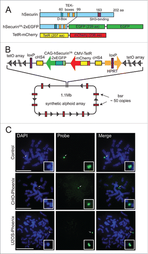 Figure 1. Isolation of the U2OS-Phoenix cell line. (a) Cartoon depicting fusion constructs that were introduced into the LoxP site of the AlphoidtetO HAC backbone as markers of CIN within one cell division. N terminal aa 1–99 of hSecurin was fused with tandem copies of enhanced Green Fluorescent Protein (eGFP). Also shown is E. coli tet repressor TetR fused with mCherry (For more details see Materials and Methods). (b) Schematic representation of the HAC containing the constructs with their position and orientation within the HAC (bsr: gene conferring Blasticidin resistance, for more details about HAC construction refer to papers 20 and 21, for more details about loading of the targeting construct into the HAC see Materials and methods). (c) FISH using the FITC-tetO PNA probe detecting the newly constructed HAC in the CHO and U2OS cells. CHO cells containing AlphoidtetO HAC was used as a control. Chromosomes are counterstained with DAPI (blue). Arrows indicate HACs. In the insert, HACs are shown in higher magnification. Size bars = 15 μm.