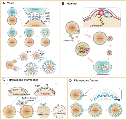 Figure 1. Schematic models for nuclear autophagy. (A) In yeast, there are 2 types of nuclear autophagy. i) PMN undergoes a series of morphologically distinct changes, such as nucleus-vacuole contact, nuclear bulges into invaginations of the vacuole, and isolation of PMN vesicles. Vac8 interacts with Nvj1, which then recruits at least 2 additional proteins, Tsc13 and Osh1, to the NV junctions. Figure adapted from Citation12. Nuclear components are finally degraded in the vacuolar lumen. ii) Atg39-mediated selective macroautophagy degrades the partial nucleus in yeast.Citation16,17 Atg39 binds to Atg8 on forming autophagosomal membranes. Partial nuclear materials are encapsulated within an autophagosome. (B) In mammals, there are also 2 types of nuclear autophagy. i) Nuclear materials to be degraded will be encapsulated through a process similar to exocytosis. The encapsulated nuclear materials will go through the process of autophagic degradation. LMNB1 can interact with LC3B, which probably induces the nuclear autophagosome formation.Citation30 ii) Micronuclear autophagy. Genotoxicity can result in the generation of some micronuclei in affected cells, which contain damaged chromosome fragments. Micronuclei can be sequestered and degraded by autophagy.Citation40 γH2AFX is a sensitive molecular marker of DNA damage and repair. (C) Tetrahymena undergoes a unique process of programmed nuclear death for degradation of its parental macronucleus through nuclear autophagy.Citation19 Alteration of lipid and protein composition and distribution in the nuclear membrane in PND is probably responsible for its interaction with the lysosome. The digestive vesicles fuse with the nuclear membrane and release their contents into the nucleus for final degradation. (D) Autophagy-mediated degradation of the entire nucleus in basal cells in fungi.Citation24 The entire nucleus is taken up into vacuoles through a ring-like autophagosomal precursor to encircle apparently the entire nucleus under starvation conditions. AoAtg8 probably participates in the nucleus-vacuole formation.