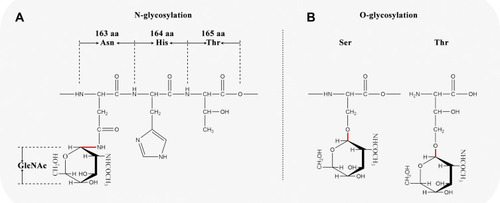 Figure 5 Schematic diagram of N-glycosylation and O-glycosylation sites in MUC2. (A) N-glycosylation; (B) O-glycosylation.