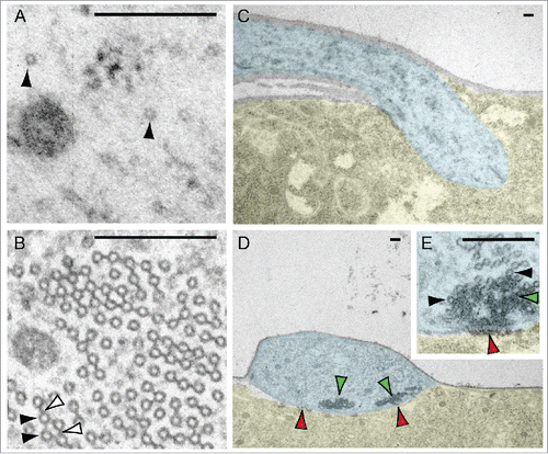 Figure 1. Microtubule organization varies in the dendrites of different neuron types. (A) The dendrites of Drosophila body wall nociceptive class IV neurons contain a sparse microtubule organization (black arrowheads). (B) The dendrites of Drosophila body wall proprioceptive class I neuron contain dense arrays of microtubules (black arrowhead), which are interlinked by bridges (whited arrowheads). In addition, different modes of linkage between the neurons and the body wall also highlight their divergent functions. (C) Class IV neurons have dendrites embedded in the epithelial cells of the body wall.Citation82,83 (D) Class I dendrite microtubules are embedded in a dense matrix (green arrowheads), and attach to the surface of the epithelial cells by pads of electron dense material (red arrowheads). This specialized architecture in class I neurons is similar to that found in other cells active in mechanotransduction.Citation15,16,84,85 Pseudo-coloration in panels C-E: blue – dendrite; yellow – epithelial cell; uncolored – basement membrane. Scale bars: 0.2 μm.
