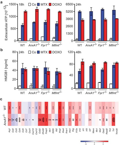 Figure 3. (a) Wild type (WT), Annexin A1 (AnxA1−/-), Formyl peptide receptor 1 (Fpr1−/-) and mitochondrial methionyl-tRNA formyltransferase (Mtfmt−/-) deficient murine MCA205 fibrosarcoma cells were left untreated (Co) or treated with 2 μM mitoxantrone (MTX), 25 or 20 µM doxorubicin (DOXO) for 18 and 24 h, respectively, followed by the assessment of extracellular ATP by means of a luciferase-based assay. (b) WT, AnxA1−/-, Fpr1−/-, and Mtfmt−/- murine MCA205 cells were treated with 2 μM MTX or 20 µM DOXO for 24 and 48 h or left untreated (Co) and then subjected to the assessment of extracellular high mobility group box 1 (HMGB1) by ELISA. Data are represented as mean ± SD. Results from one representative experiment out of three independent ones yielding similar results are reported. (c) Heatmap representing the levels of the interferon (IFN) stimulated-genes in WT and Anxa1−/- MCA cells treated with DOXO. *p < 0.05, **p < 0.01, ***p < 0.001, ****p < 0.0001 as compared to PBS-treated cells of the same type. #p < 0.05, ##p < 0.01, ###p < 0.001, ####p < 0.0001 as compared to WT cells.