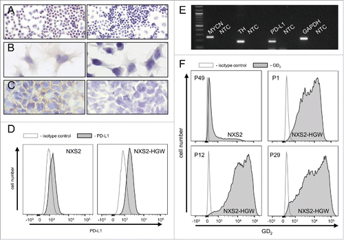 Figure 7. Characterization of the murine NB cell line NXS2-HGW. (A-C) Representative immunohistochemical images of GD2 expression (left) and respective negative controls (right). NXS2-HGW cells cultivated onto chamber slides (A-B) and primary tumors obtained from A/J mice inoculated subcutaneously with NXS2-HGW cells (C) were analyzed for GD2-expression (magnification of 100x (A), 200x (B) and 400x (C)). (D) PD-L1 expression analysis by the parental NXS2 cells (left histogram) in comparison with NXS2-derived NXS2-HGW cells (right histogram) by flow cytometry. Cells were stained with PE-labeled anti-mouse PD-L1 Ab (filled black curve) relative to isotype control (open gray curve). Results are shown as representative histograms from at least 5 independent experiments. (E) RT-PCR analysis of MYCN- (product size: 248 bp), TH- (187 bp) and PD-L1 (180 bp) mRNA in NXS2-HGW cells. GAPDH (223 bp) served as internal control. NTC - no template control. (F) GD2 expression by the parental NXS2 cells in comparison with NXS2-derived NXS2-HGW cells (passage 49 for NXS2 and passage 1, 12 and 29 for NXS2-HGW) by flow cytometry. Cells were stained with chimeric ch14.18/CHO and PE-labeled anti-human IgG served as primary and secondary antibody, respectively (filled black curve). Rituximab served as isotype control (open gray curve). Results are shown as representative histograms from independent experiments.
