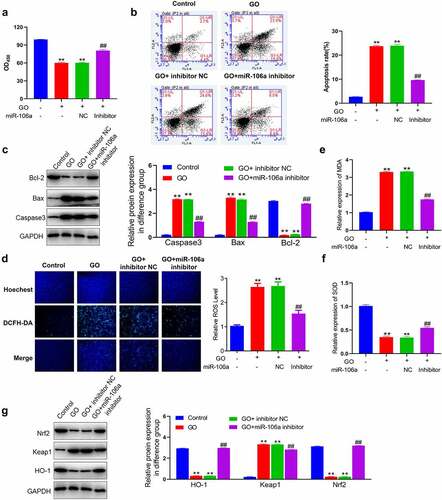 Figure 3. The apoptosis and oxidative stress in GO-treated MCs were ameliorated by the knockdown of miR-106a. MCs were treated with 20 mU/mL GO with or without inhibitor NC and miR-106a inhibitor, respectively. A. The OD value was checked utilizing the CCK-8 assay. B. The apoptotic rate was investigated by the flow cytometry assay. C. The level of Bcl-2, Bax, and caspase-3 was evaluated by the Western blotting assay. D. The DCFH-DA assay was utilized to determine the ROS level in MCs. E. The production of MDA was investigated utilizing the commercial kit. F. The production of SOD was investigated utilizing the commercial kit. G. The level of Nrf2, Keap1, and HO-1 was confirmed by the Western blotting assay (**p < 0.01 vs. control, ##p < 0.01 vs. GO+ inhibitor NC).