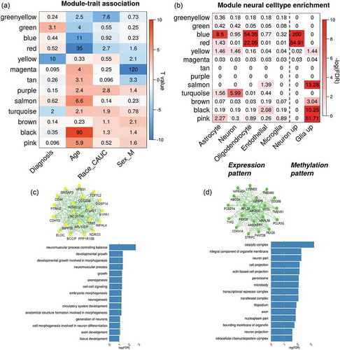 Figure 2. Network analysis on brain DLPFC methylation data. (a) shows the associations between module eigengenes and traits. The numbers indicate -log10(FDR) and colours indicate the T-values. (b) lists the enrichment tests of each methylation module in cell-specific expressed genes and CpG patterns; and (c-d) plot the network of top 20 representative genes and their functional enrichment in gene ontology for yellow and green module, respectively