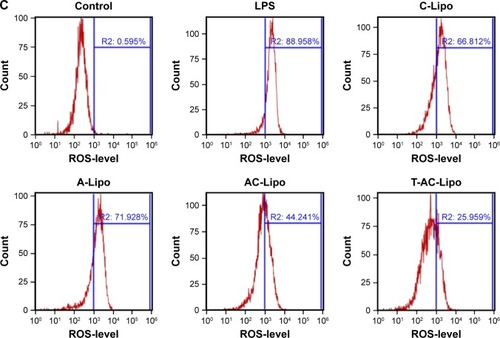 Figure 5 (A) The synergistic effect of Ato and Cur on E-selectin and ICAM-1 gene expression in HAECs determined by real-time quantitative PCR (mean ± SD; n=3; *P<0.05 and #P<0.05, compared to AC-Lipo). After preincubation with 1 µg/mL LPS for 4 hours, cells were transfected with various liposomes and then harvested to evaluate gene expression 24 hours after transfection. (B) Evaluation of E-selectin and ICAM-1 protein expression in HAECs treated with various liposomes by immunofluorescence assay. Yellow and pink fluorescence represent E-selectin and ICAM-1 proteins, respectively. Scale bars, 10 µm. (C) ROS levels in HAECs treated with various liposome medicines determined by flow cytometry. Liposomes were used at 200 µg/mL, where applied. Ato was used at 8.0 µg/mL in cells treated with A-Lipo and AC-Lipo and at 6.0 µg/mL in T-AC-Lipo-treated cells. Cur was used at 7.2 µg/mL for cells treated with A-Lipo, AC-Lipo, or T-AC-Lipo. All groups except controls were pretreated with 1 µg/mL LPS for 4 hours.Abbreviations: A-Lipo, atorvastatin calcium-loaded liposome; AC-Lipo, atorvastatin calcium- and curcumin-loaded liposome; HAEC, human aortic endothelial cell; ICAM-1, intercellular cell adhesion molecule-1; LPS, lipopolysaccharide; ROS, reactive oxygen species; T-AC-Lipo, targeting-ligand-modified atorvastatin calcium- and curcumin-loaded liposome.