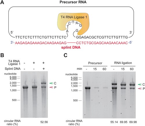 Figure 1. Ligation of circular RNA (circRNA) using the splint DNA ligation method. (A) Splint DNAs that bind complementarily to the precursor RNAs were synthesized. When the splint DNA hybridizes with the precursor RNA, there are 6 nucleotide (nt) of single-stranded RNA at the 3′-end of the precursor and a single unbound RNA nucleotide at the 5′-end of the precursor RNA. T4 RNA ligase recognizes the free single-stranded RNA at the 3′-end of the precursor and the single unbound nucleotide at the 5′-end of the precursor and joins the ends. (B) Addition of splint DNA facilitates the production of circRNA. A circRNA synthesis reaction was performed using the T4 RNA ligase 1 enzyme with or without splint DNA. The reaction solutions were analyzed on an E-Gel EX 2% agarose gel. Circularization efficiency was quantified by measuring densities of circRNAs (upper band) and linear precursor RNAs (lower band). (C) circRNA formation was confirmed by RNase R treatment. Precursor RNA, with or without ligation reaction, was incubated with an RNase R, a 3′-to-5′ exonuclease, for the indicated minutes and then analyzed on an E-Gel EX 2% agarose gel. The experiments in B and C were performed in triplicate and a representative gel image for each experiment is presented. C, circular RNA; P, precursor RNA.